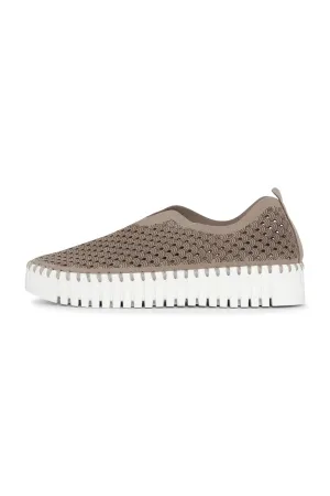 platform tulip flats- falcon